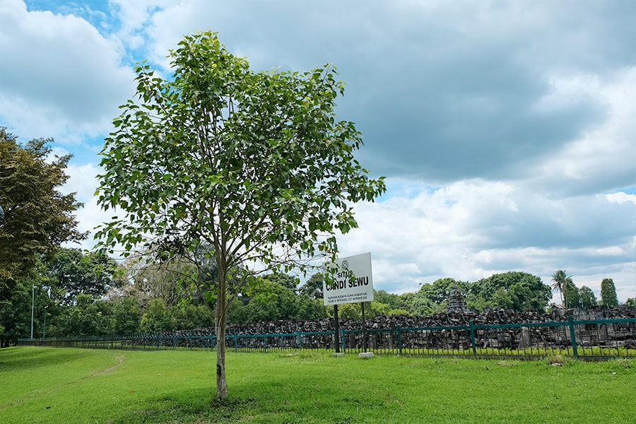 Pemandangan Hijau di Kompleks Candi Sewu