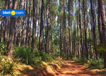 glamping dan penginapan hits di jogja