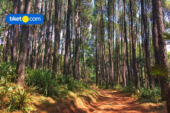 glamping dan penginapan hits di jogja