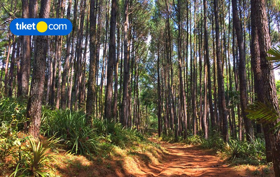 glamping dan penginapan hits di jogja