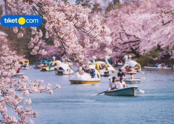 5 Fakta Menarik Tradisi Hanami di Jepang, Kamu Sudah Tahu Belum?