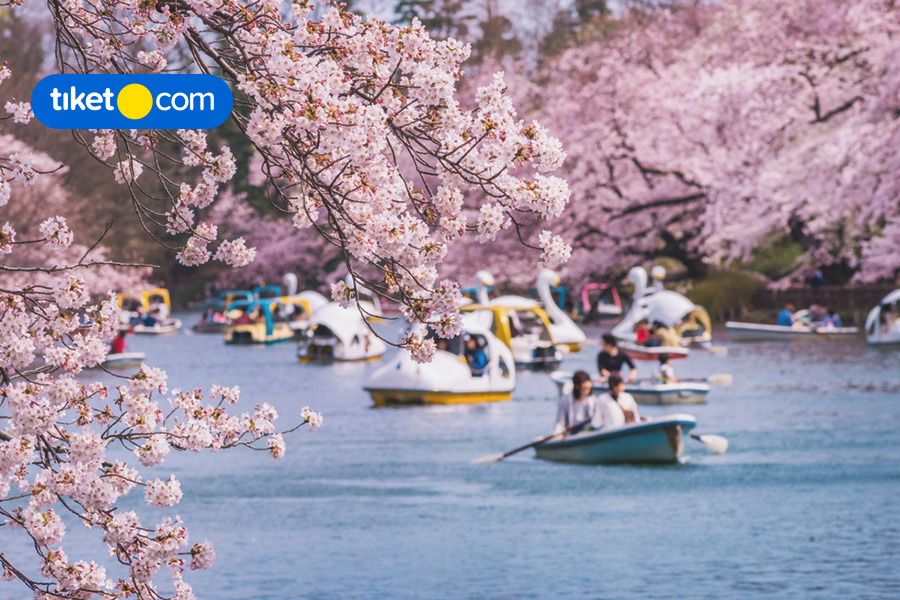 5 Fakta Menarik Tradisi Hanami di Jepang, Kamu Sudah Tahu Belum?