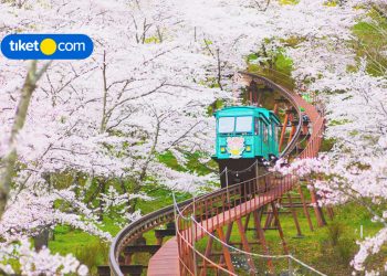 5 Fakta Menarik Tradisi Hanami di Jepang, Kamu Sudah Tahu Belum?