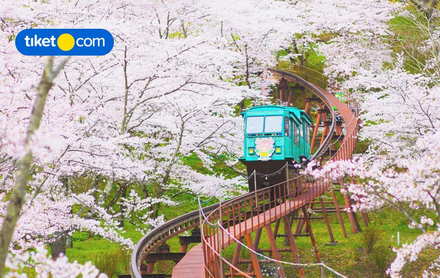 5 Fakta Menarik Tradisi Hanami di Jepang, Kamu Sudah Tahu Belum?