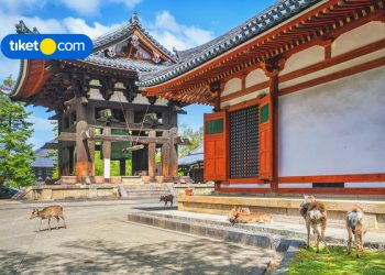 5 Fakta Menarik Tradisi Hanami di Jepang, Kamu Sudah Tahu Belum?