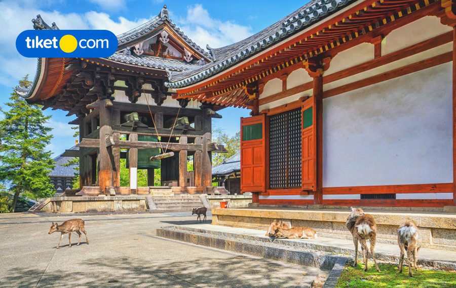 5 Fakta Menarik Tradisi Hanami di Jepang, Kamu Sudah Tahu Belum?