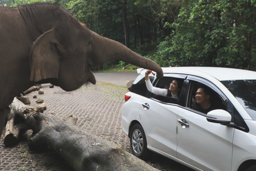 Taman Safari Prigen