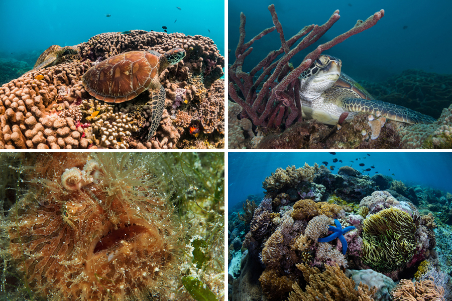 siaba island underwater