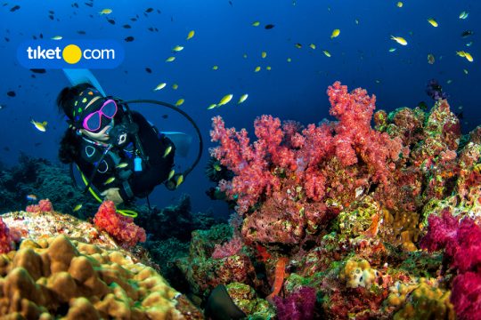 Tempat Diving di Bali