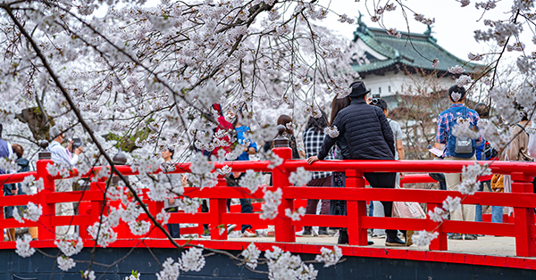 Tempat Melihat Bunga Sakura - Kastil Hirosaki