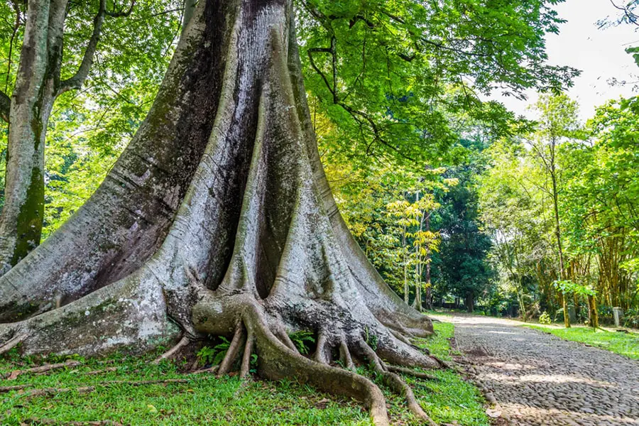 Kebun Raya Balikpapan