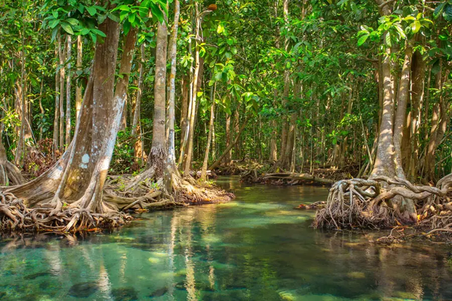 Hutan Mangrove Margomulyo