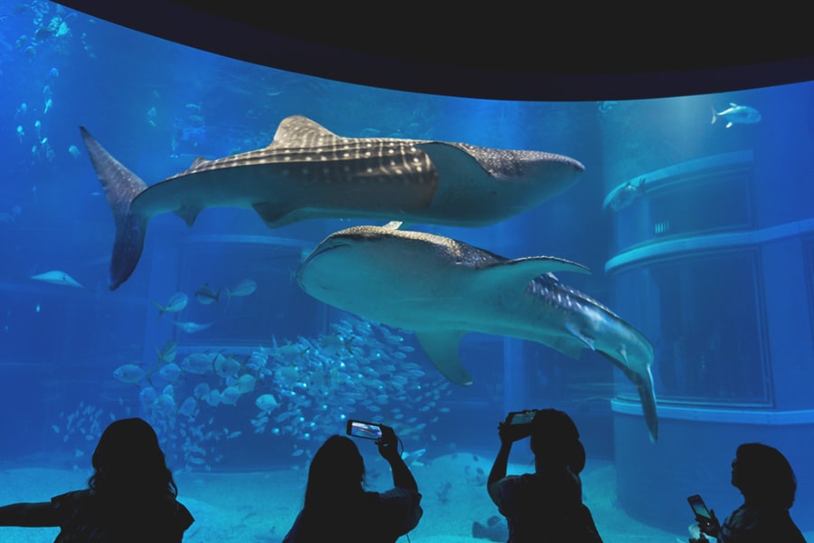 Tempat-Wisata-di-Jepang
