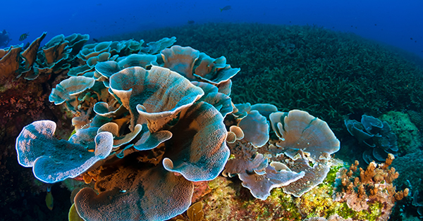 Tempat Wisata di Pattaya - Coral Island
