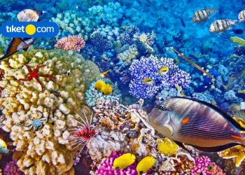 Top Things to Do in Bunaken Island for a Family Trip!