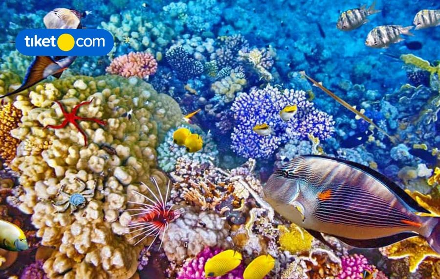 Top Things to Do in Bunaken Island for a Family Trip!