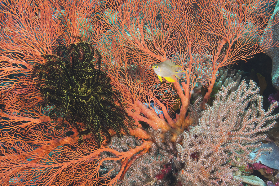 Diving Southeast Sulawesi