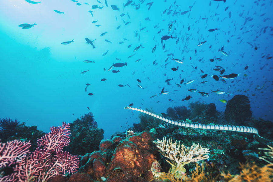 Diving Southeast Sulawesi