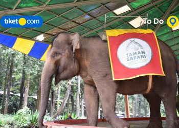 Satwa Unik di Taman Safari Bogor
