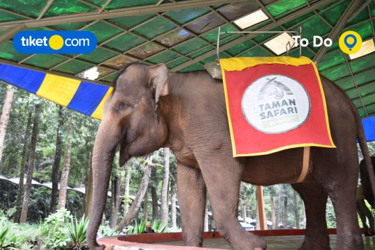 Satwa Unik di Taman Safari Bogor