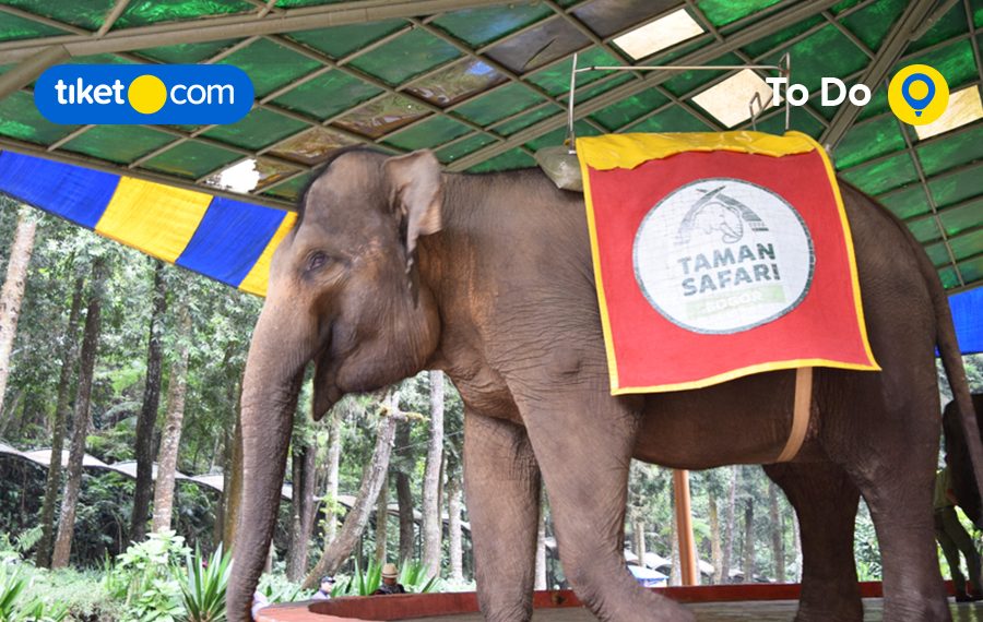 Satwa Unik di Taman Safari Bogor