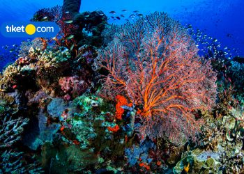 Amazing Underwater View in Indonesia